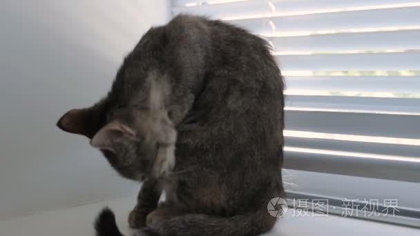 搞笑可爱猫咪在家里宠物室内视频
