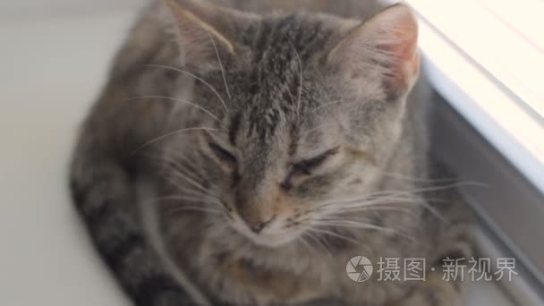 搞笑可爱猫咪在家里宠物室内视频