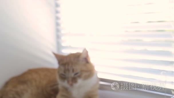 搞笑可爱猫咪在家里宠物室内视频