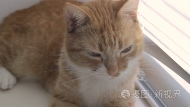 搞笑可爱猫咪在家里宠物室内视频