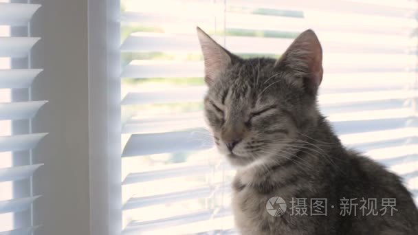 搞笑可爱猫咪在家里宠物室内视频