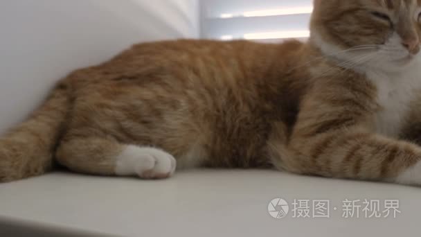 搞笑可爱猫咪在家里宠物室内视频