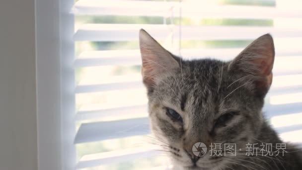 搞笑可爱猫咪在家里宠物室内视频