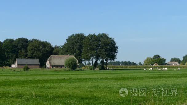 荷兰风景与奶牛视频