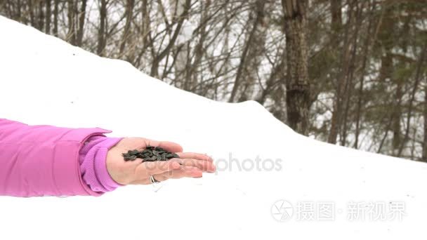 鸟在女性手吃种子视频