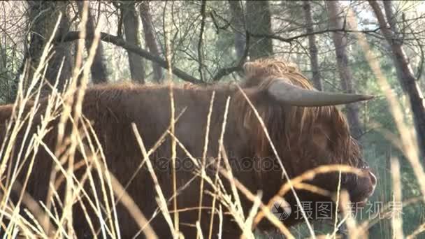 野生的苏格兰高地视频