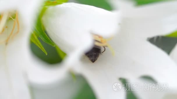 大黄蜂上风铃花视频