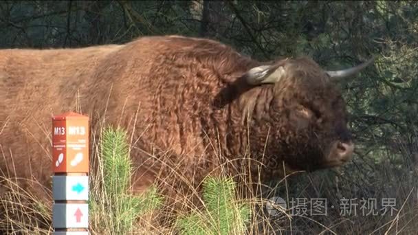 野生的苏格兰高地视频