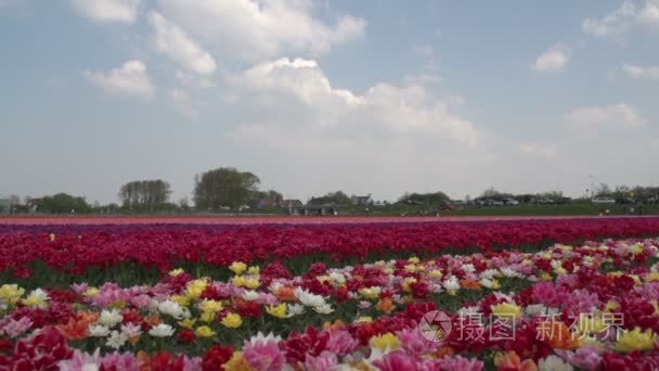 在花卉场上行走的人视频