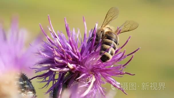 降落在蓟花和采集花蜜的蜜蜂视频