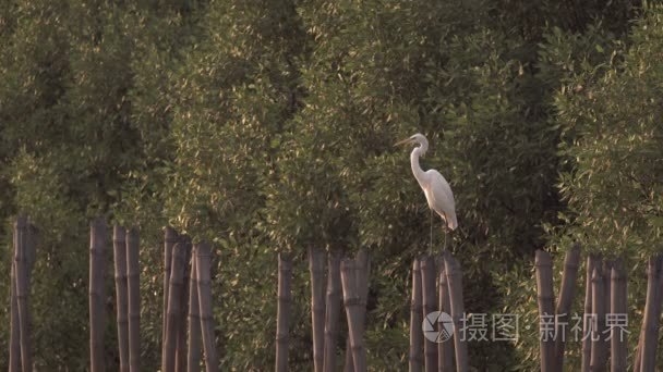 在一个竹树桩上趾高气扬的白鹭视频