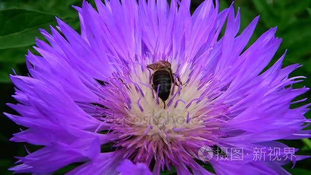 蜜蜂收集蜂蜜上一朵紫色的花视频