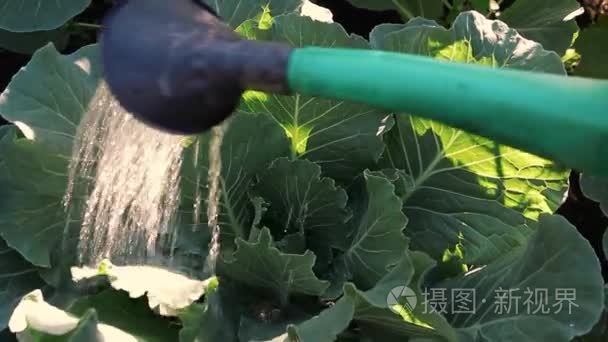 卷心菜被浇灌花洒视频