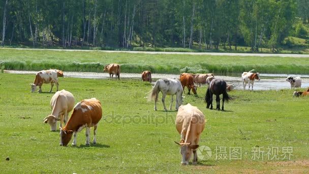 牛和马在草地上吃草