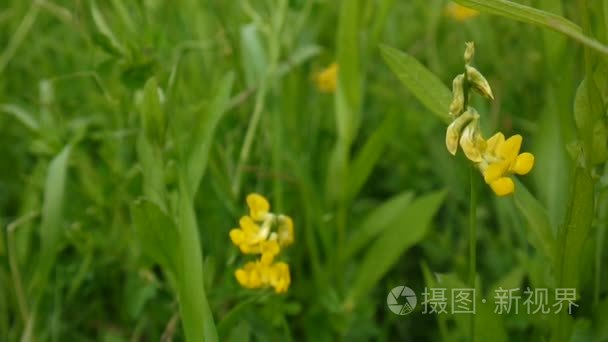 茂盛的草地野生花卉在草地上。录像拍摄静态相机关闭。山黧豆禾