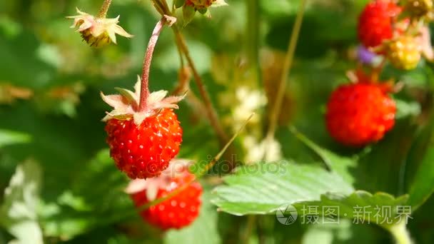 草莓宏在阳光明媚的一天