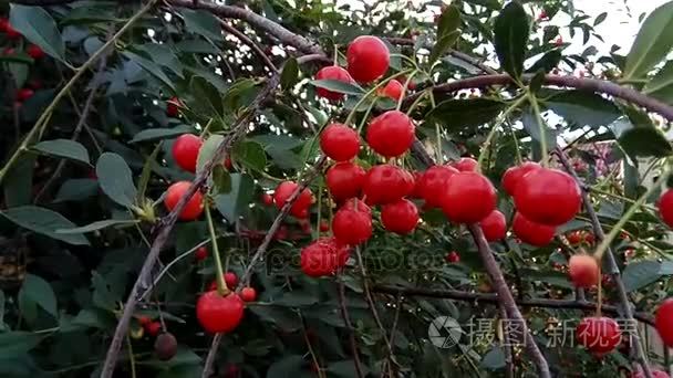 一棵树上成熟的酸樱桃视频