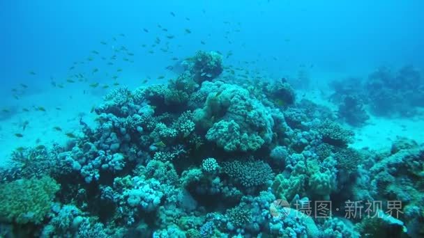 珊瑚礁的生活视频