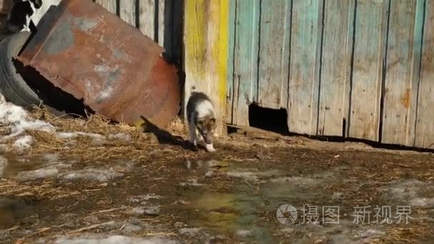 村里的狗街与农村背景视频