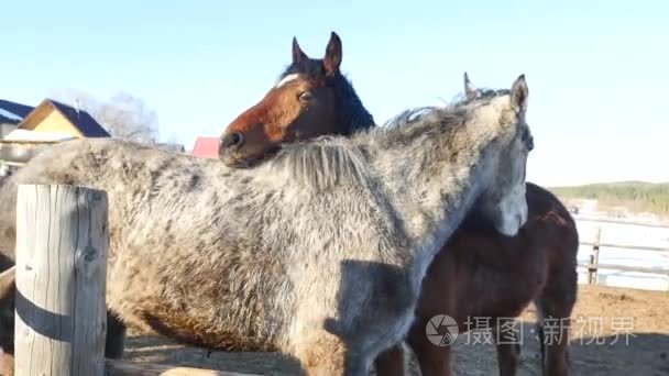 两匹马的关爱。白色和棕色的马拥抱