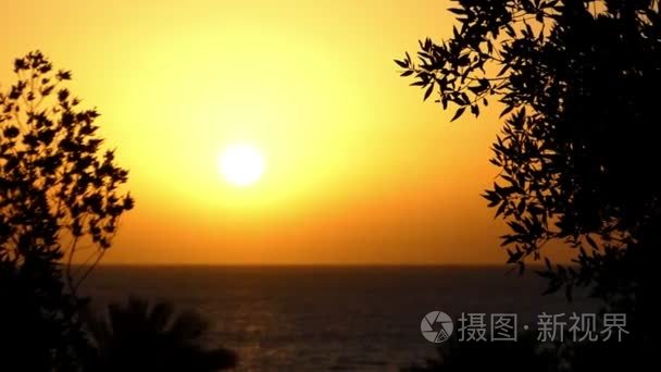 在埃及，在灿烂的夕阳在春天的岩石海边的外来树种