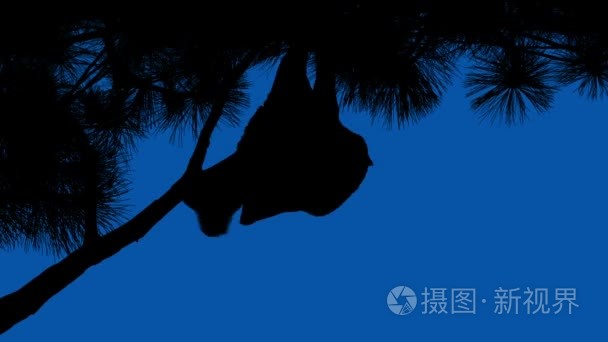 蝙蝠垂悬分支在蔚蓝的天空视频