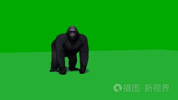 大猩猩环顾四周，攻击 — — 绿屏