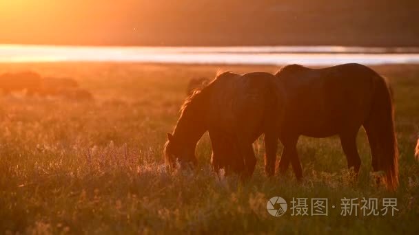 野生野马在日落时分吃草视频