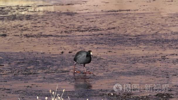 阿塔卡马涉水鸟视频