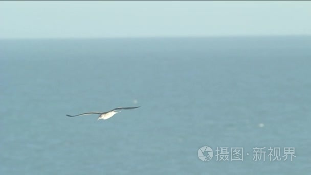 海鸥飞在海洋背景视频