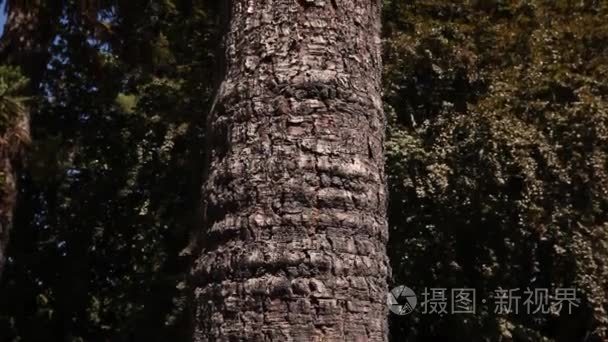 大型树的树干视频