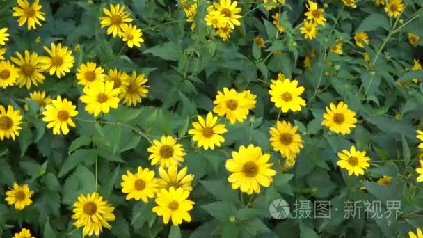 黄色鲜花与绿叶视频