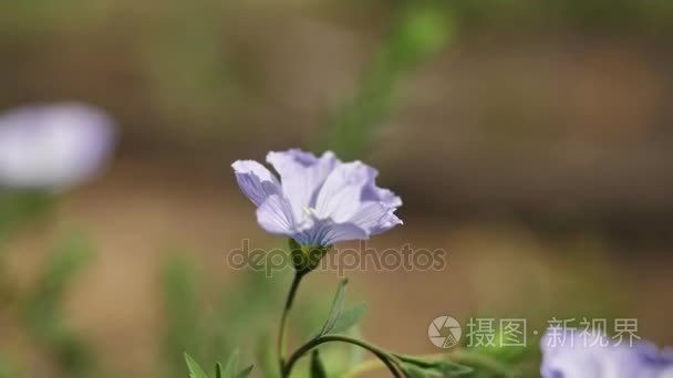 野生花卉和植物 野生花卉 在球场上的七彩花朵 野花草和野花丛中的关闭mp4格式视频下载 正版视频编号01ag08 摄图新视界视频库