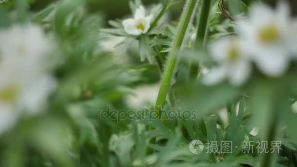 野生花卉和植物 野生花卉 在球场上的七彩花朵 野花草和野花丛中的关闭mp4格式视频下载 正版视频编号01ag08 摄图新视界视频库