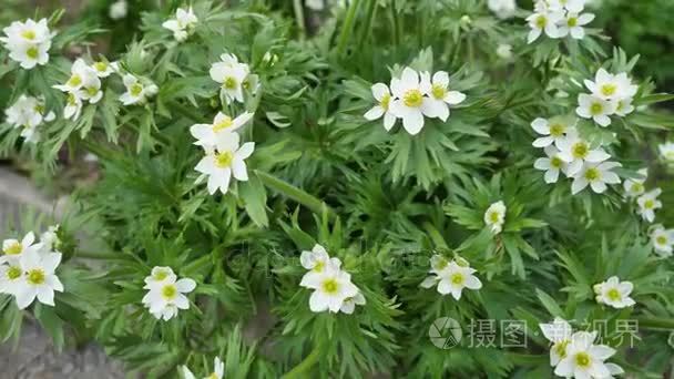 野生花卉和植物 野生花卉 在球场上的七彩花朵 野花草和野花丛中的关闭mp4格式视频下载 正版视频编号01ag08 摄图新视界视频库