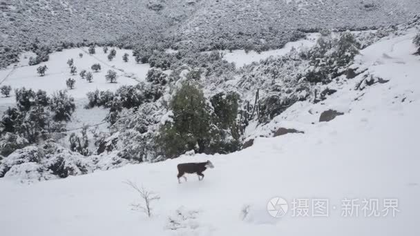 牛在多雪小山
