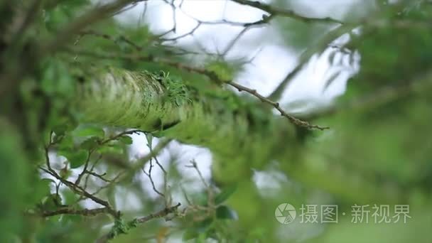 在雨林潮湿的树叶视频