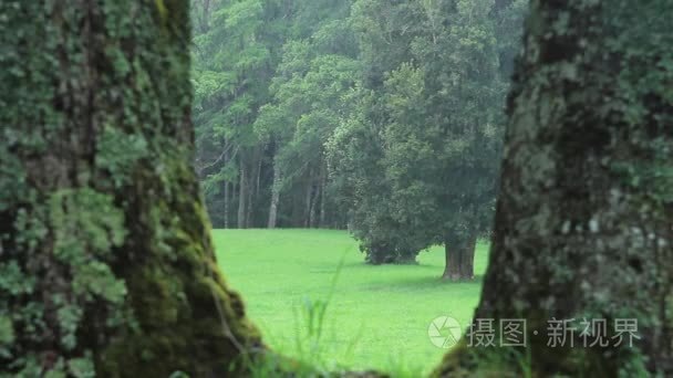 多雨的草地树