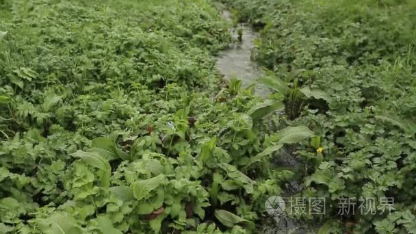 河床植被关闭视频