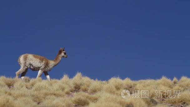 在阿塔卡马沙漠中的骆驼视频