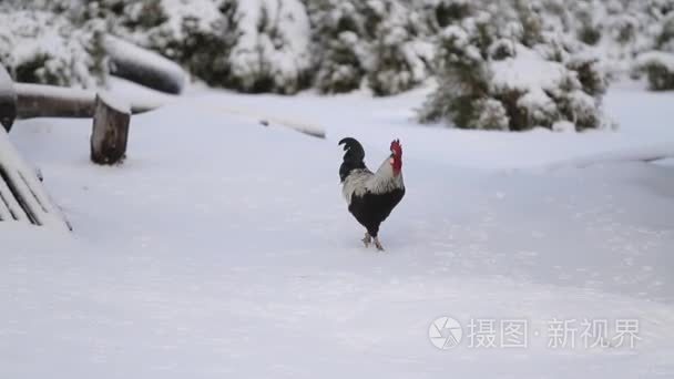 宽镜头的一只母鸡在雪中视频