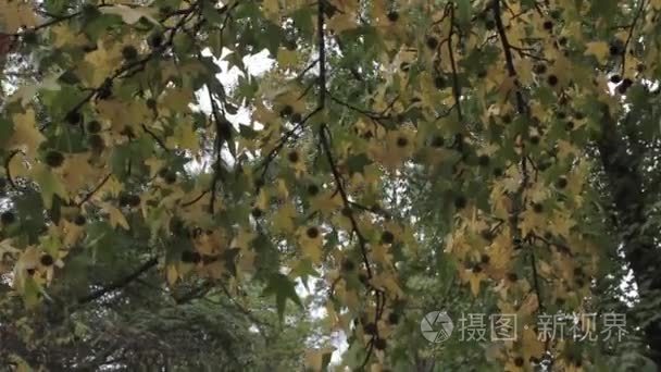 树枝和树叶与天空背景视频