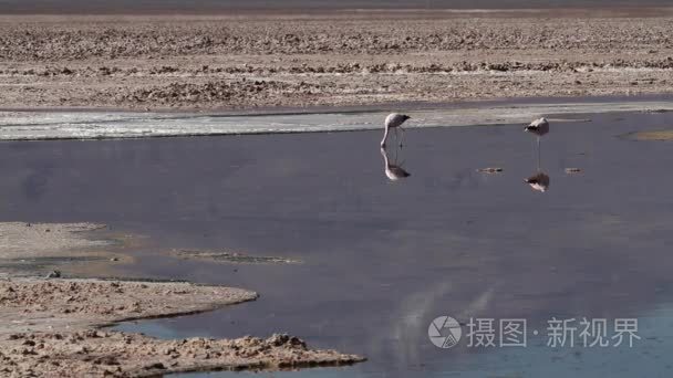 火烈鸟在沙漠湖视频