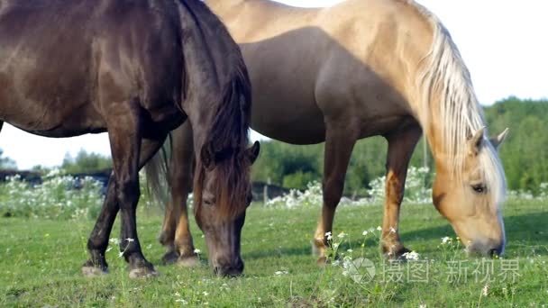 两匹马在外地放牧吃青草绿草地国家农村农场哺乳动物