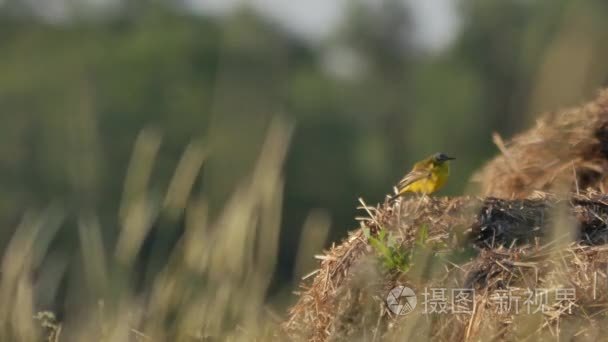 欧洲野生动物视频