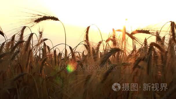 小麦幼穗在日落时的阳光视频