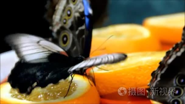 黑色和白色蝴蝶悄悄潜入橙子片视频
