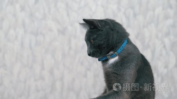 猫咪在玩肥皂泡视频