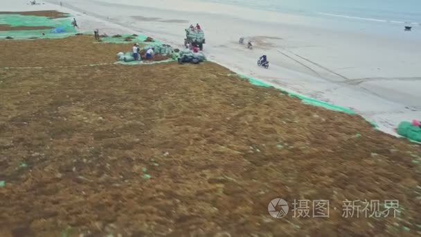 人们在海边收集干海藻视频