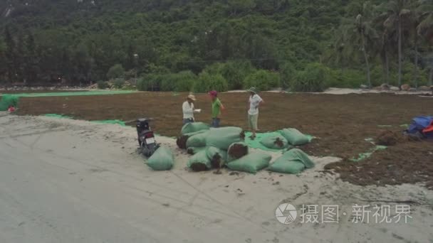 人们在海边收集干海藻